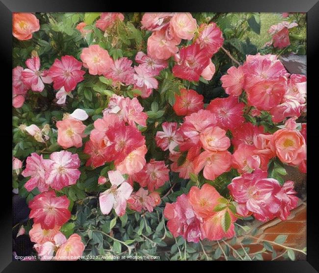 English Dog Rose Flower Framed Print by Elaine Anne Baxter