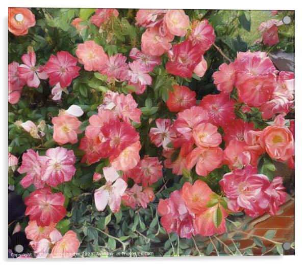 English Dog Rose Flower Acrylic by Elaine Anne Baxter