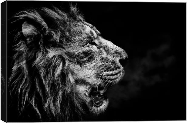 Lion Breath Canvas Print by Orange FrameStudio