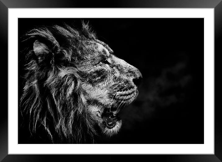 Lion Breath Framed Mounted Print by Orange FrameStudio