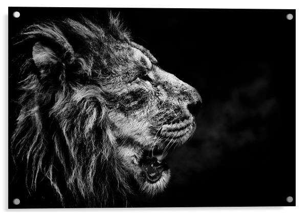 Lion Breath Acrylic by Orange FrameStudio