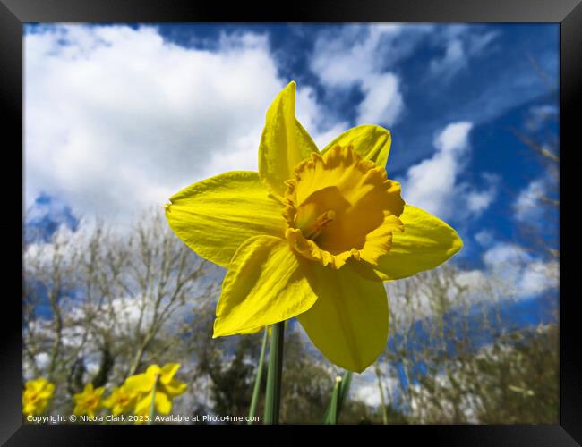 Radiant Daffodil Framed Print by Nicola Clark