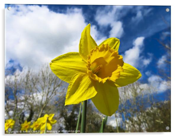 Radiant Daffodil Acrylic by Nicola Clark