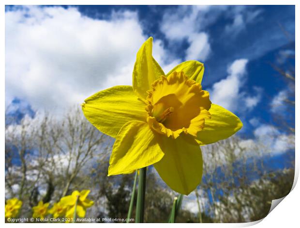 Radiant Daffodil Print by Nicola Clark