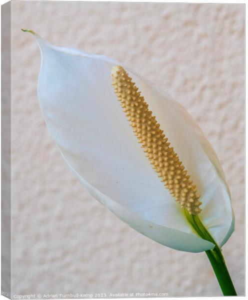 Peace lily Canvas Print by Adrian Turnbull-Kemp