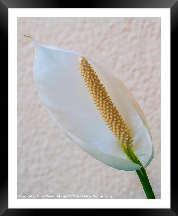 Peace lily Framed Mounted Print by Adrian Turnbull-Kemp