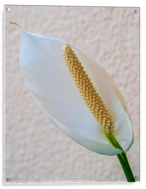Peace lily Acrylic by Adrian Turnbull-Kemp