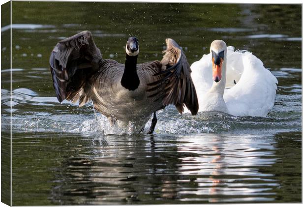 Canada goose beging chased by a swan Canvas Print by kathy white