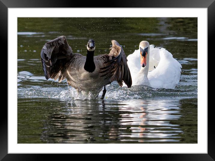 Canada goose beging chased by a swan Framed Mounted Print by kathy white