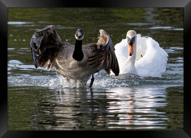 Canada goose beging chased by a swan Framed Print by kathy white