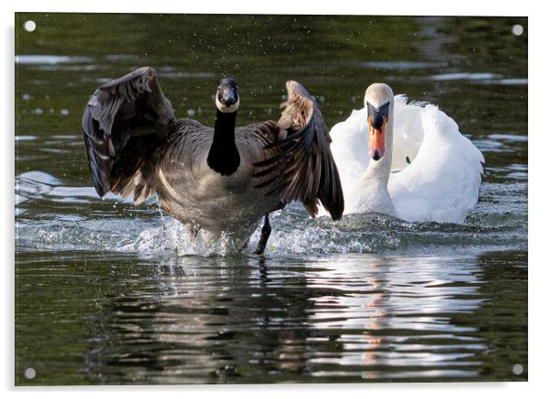 Canada goose beging chased by a swan Acrylic by kathy white