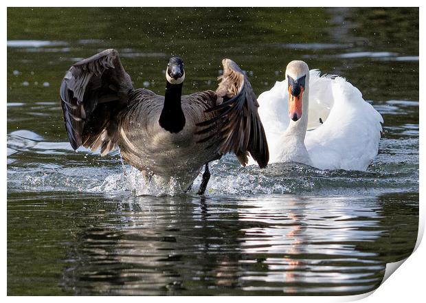 Canada goose beging chased by a swan Print by kathy white