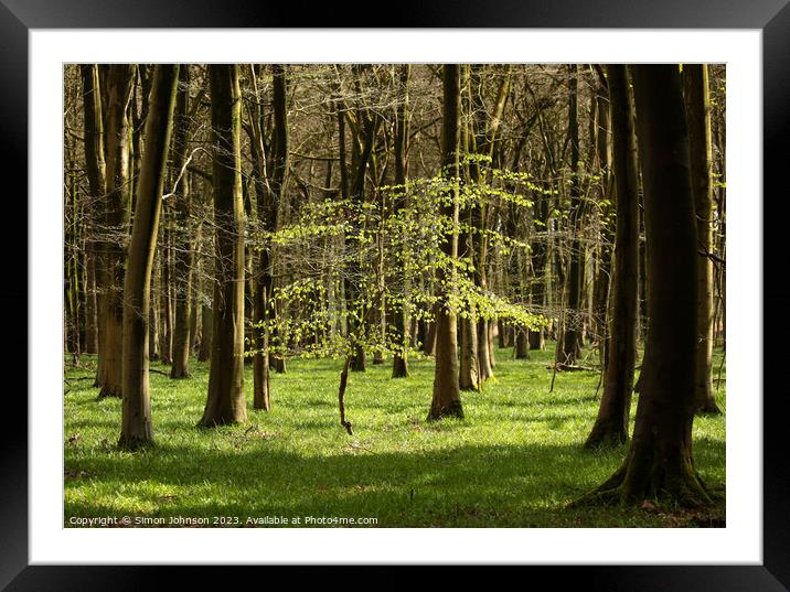 Spring Woodland, sunlit tree Framed Mounted Print by Simon Johnson