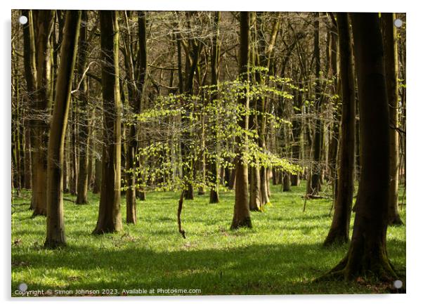 Spring Woodland, sunlit tree Acrylic by Simon Johnson