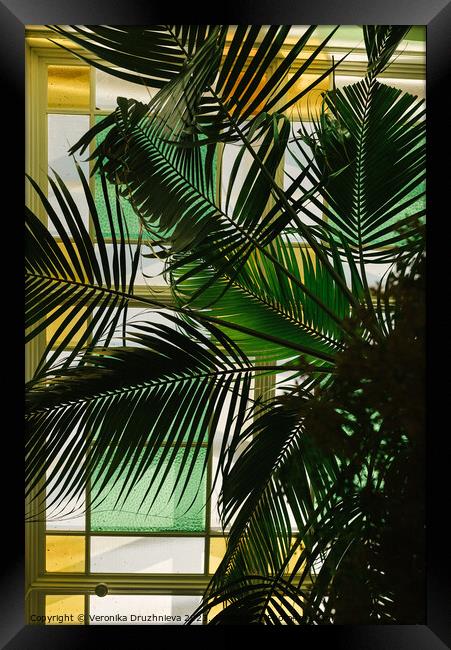 Palm inside the old building Framed Print by Veronika Druzhnieva