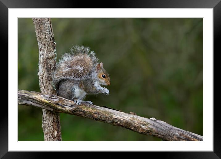 Grey squirrel Framed Mounted Print by kathy white