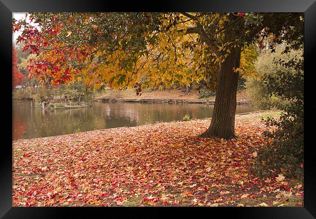 Valence Park  Autumnal Framed Print by David French