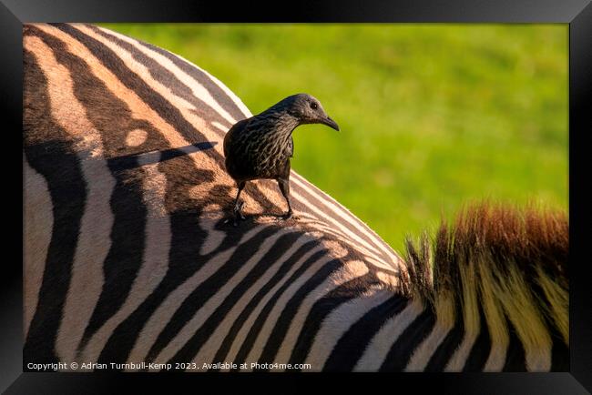 On board Framed Print by Adrian Turnbull-Kemp