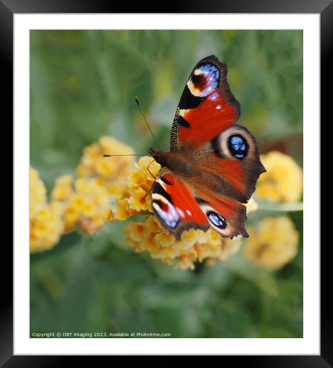 Peacock Butterfly & Yellow Buddleia Framed Mounted Print by OBT imaging