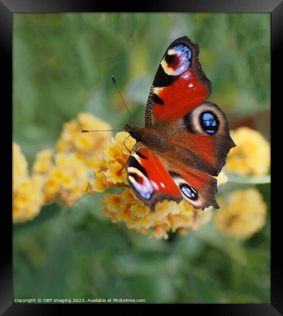 Peacock Butterfly & Yellow Buddleia Framed Print by OBT imaging