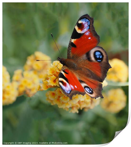 Peacock Butterfly & Yellow Buddleia Print by OBT imaging