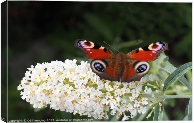 Peacock Butterfly & White Buddleia Canvas Print by OBT imaging
