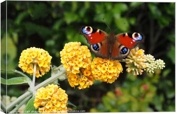 Peacock Butterfly & Yellow Buddleia Canvas Print by OBT imaging