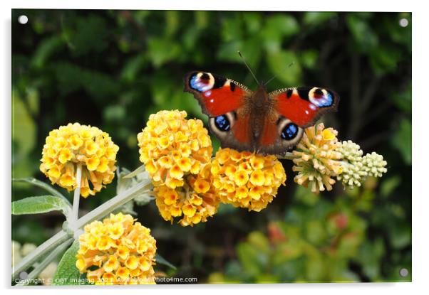 Peacock Butterfly & Yellow Buddleia Acrylic by OBT imaging