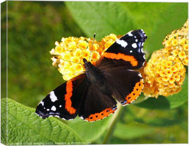 Red Admiral Butterfly & Yellow Buddleia Canvas Print by OBT imaging