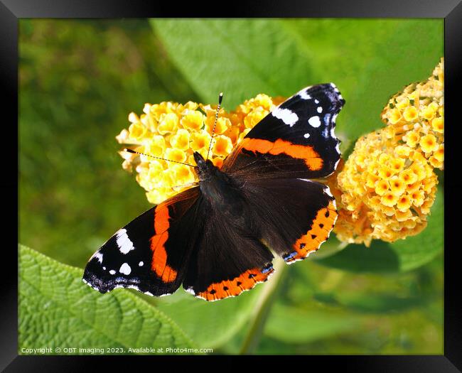 Red Admiral Butterfly & Yellow Buddleia Framed Print by OBT imaging