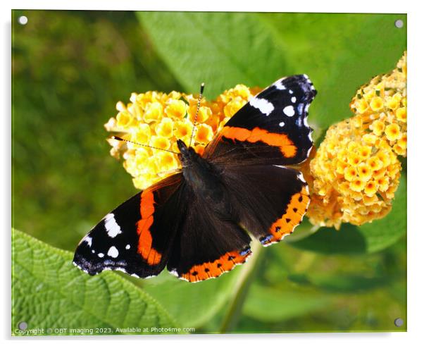 Red Admiral Butterfly & Yellow Buddleia Acrylic by OBT imaging