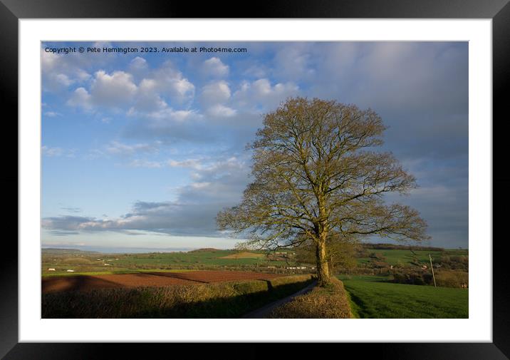 Budding tree near Hele Payne farm Framed Mounted Print by Pete Hemington