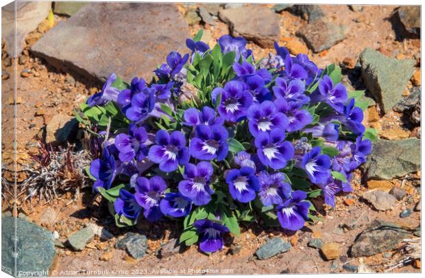 Karoo carpet flowers Canvas Print by Adrian Turnbull-Kemp