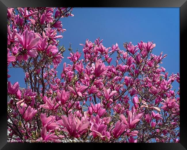 Radiant Magnolia Blooms Framed Print by Deanne Flouton