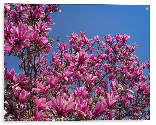 Radiant Magnolia Blooms Acrylic by Deanne Flouton