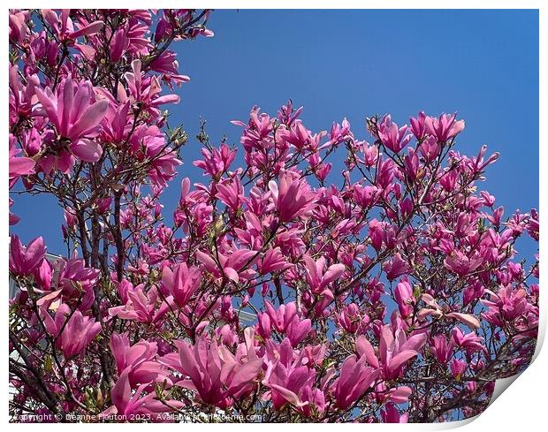 Radiant Magnolia Blooms Print by Deanne Flouton