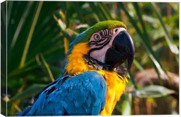 Who are you looking at said this cheeky macaw!  Canvas Print by Julie Tattersfield