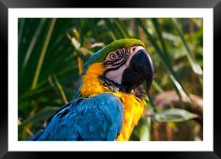 Who are you looking at said this cheeky macaw!  Framed Mounted Print by Julie Tattersfield