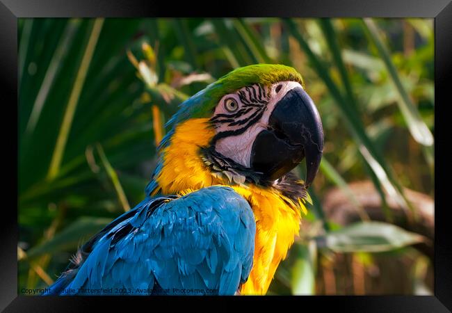 Who are you looking at said this cheeky macaw!  Framed Print by Julie Tattersfield