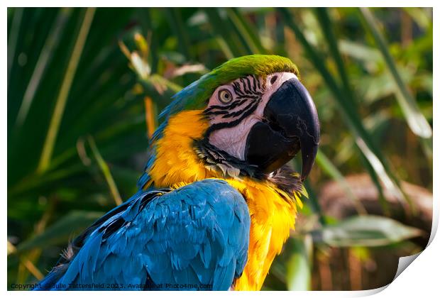 Who are you looking at said this cheeky macaw!  Print by Julie Tattersfield