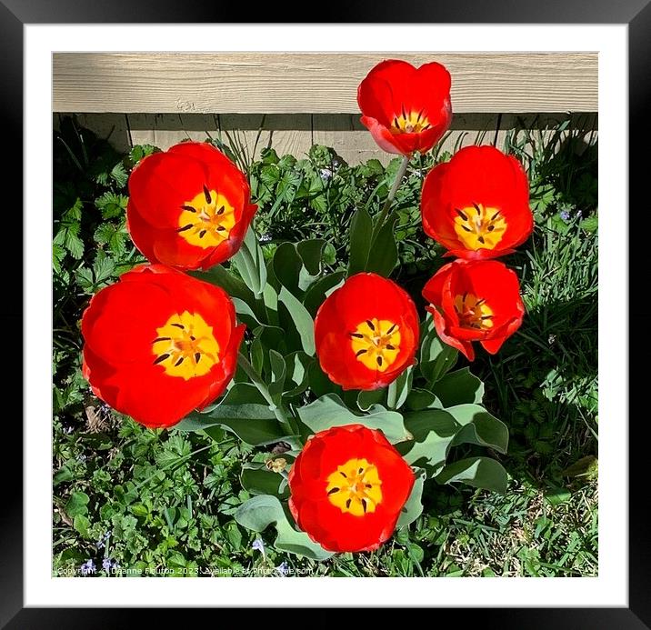 Vibrant Scarlet Tulips Blooming Framed Mounted Print by Deanne Flouton