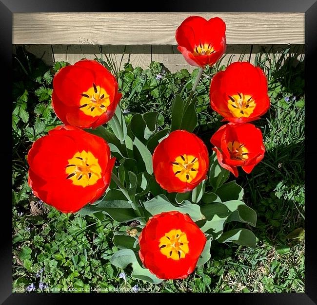Vibrant Scarlet Tulips Blooming Framed Print by Deanne Flouton
