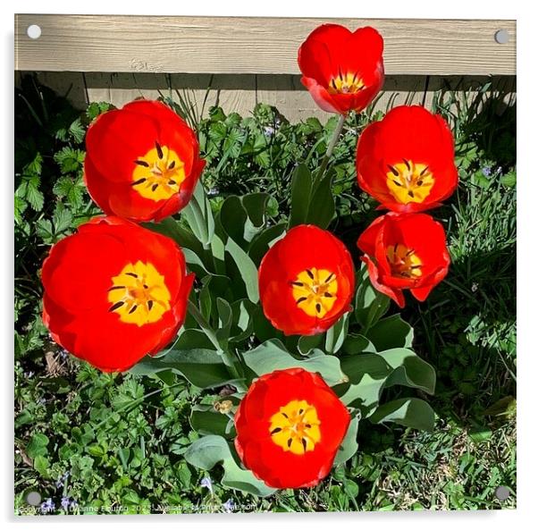 Vibrant Scarlet Tulips Blooming Acrylic by Deanne Flouton