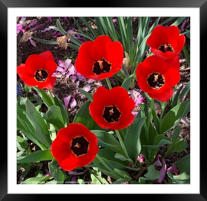 Bold and Beautiful Tulip Blooms Framed Mounted Print by Deanne Flouton