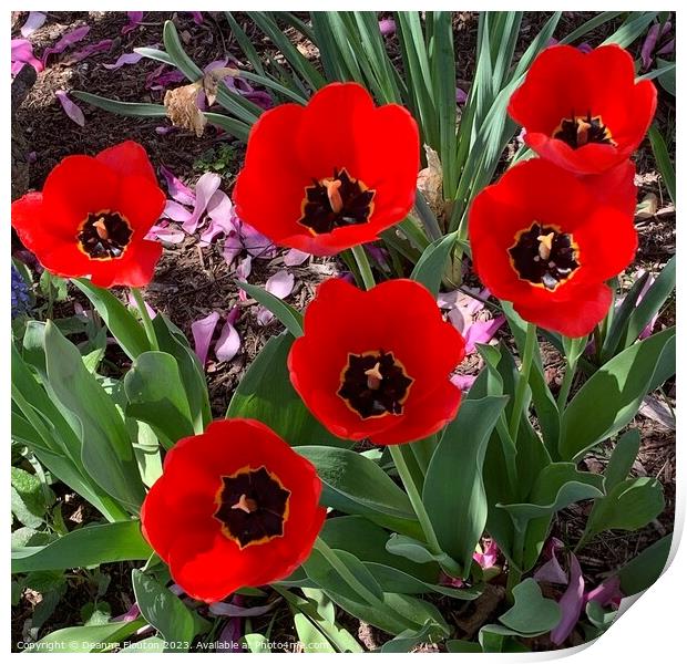 Bold and Beautiful Tulip Blooms Print by Deanne Flouton