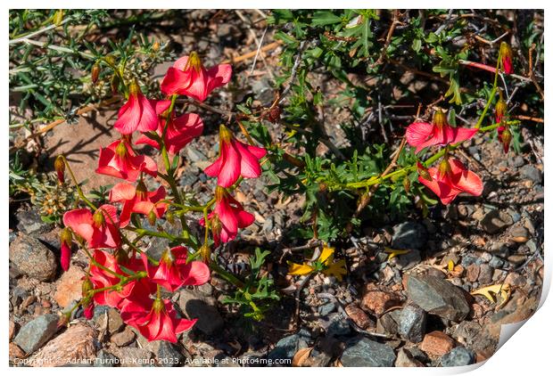 Karoo Rose Print by Adrian Turnbull-Kemp