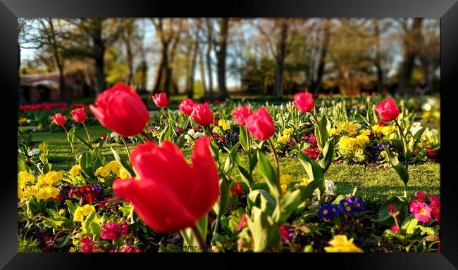 Tulips Stanley Park Framed Print by Michele Davis
