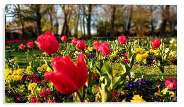 Tulips Stanley Park Acrylic by Michele Davis