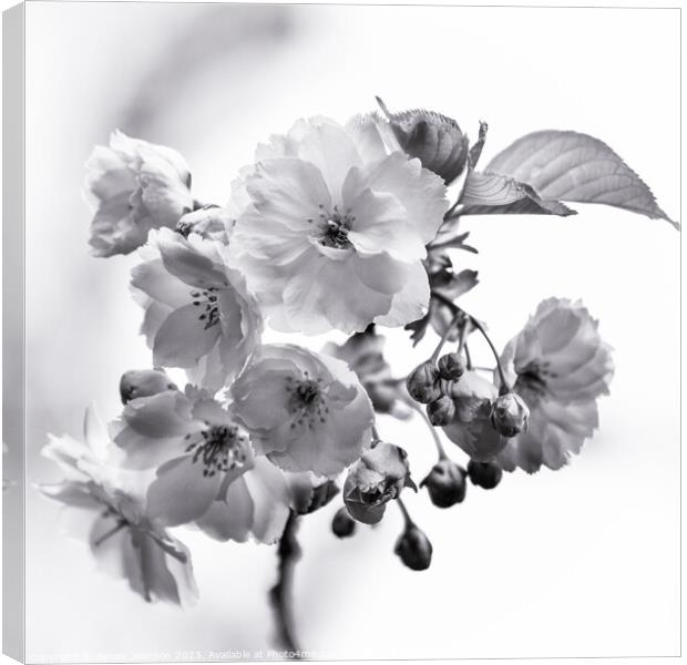 Cherry Blossom  monochrome  Canvas Print by Simon Johnson