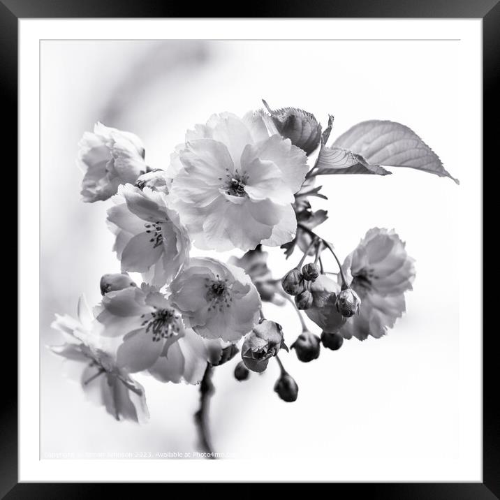 Cherry Blossom  monochrome  Framed Mounted Print by Simon Johnson